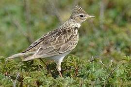 Eurasian Skylark