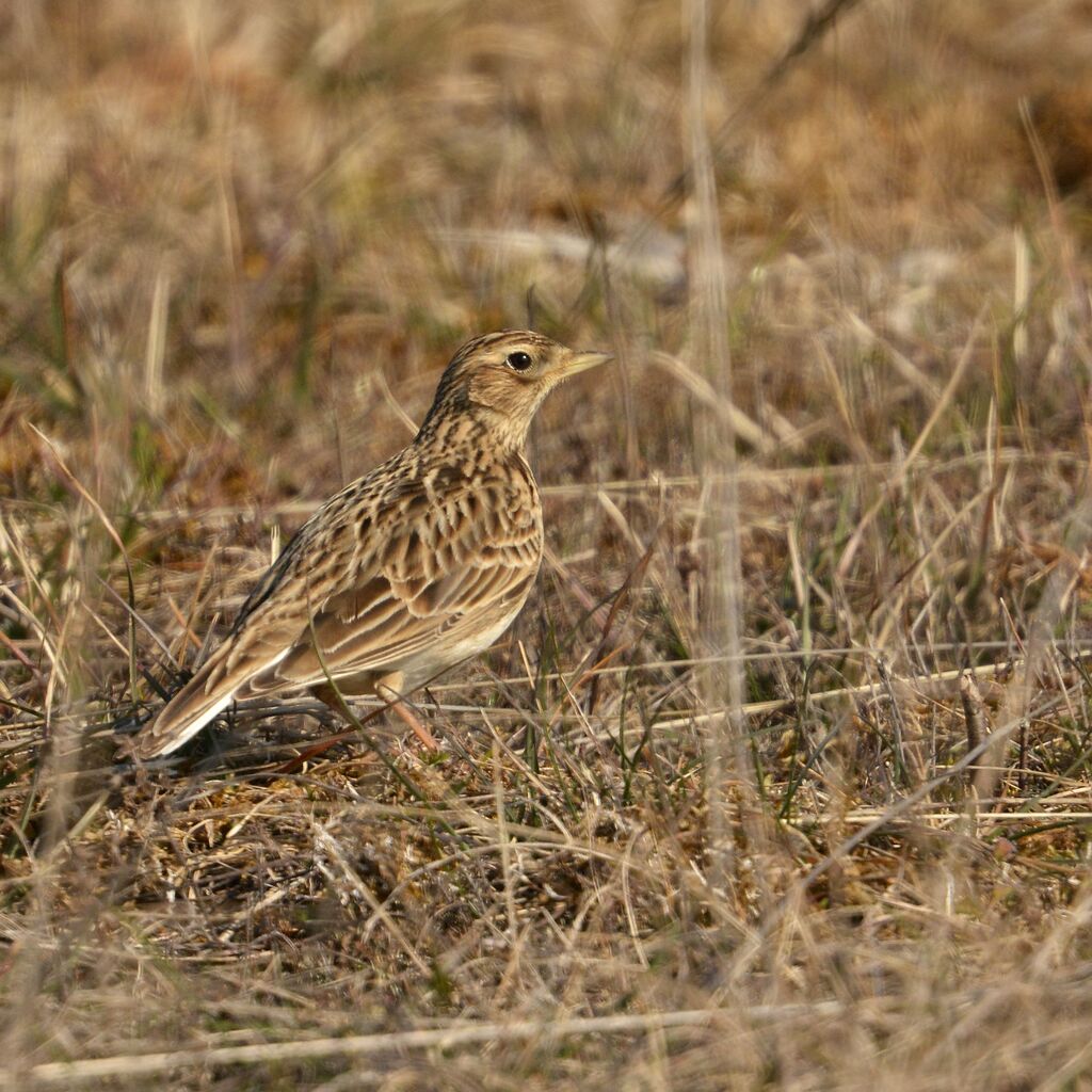 Alouette des champsadulte, identification