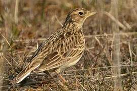 Eurasian Skylark