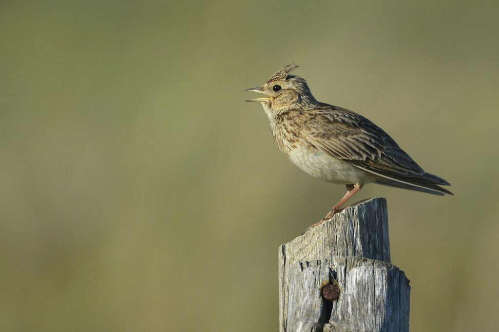 Alouette des champsadulte, identification, chant