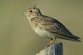 Eurasian Skylark