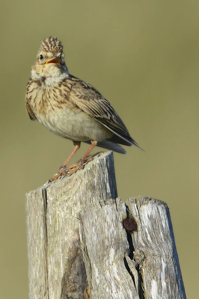 Alouette des champsadulte, identification, chant