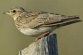 Eurasian Skylark