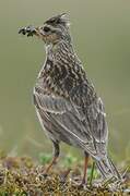 Eurasian Skylark