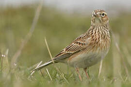 Eurasian Skylark