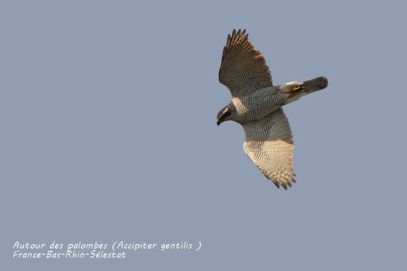 Northern Goshawk male adult, Flight