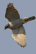 Northern Goshawk