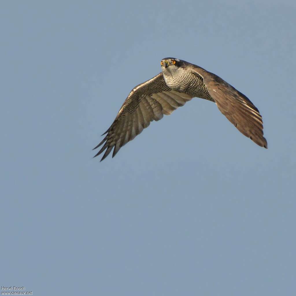 Eurasian Goshawkadult, pigmentation, Flight