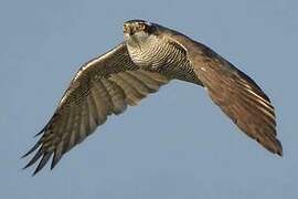 Eurasian Goshawk