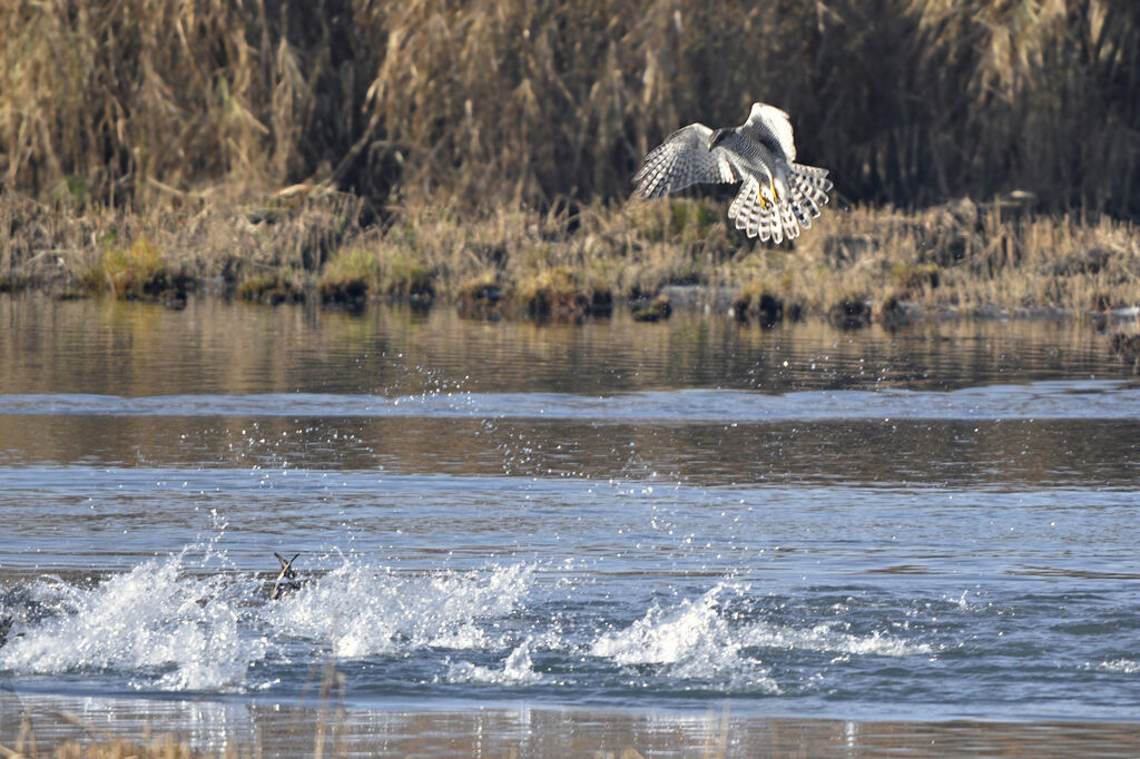 Eurasian Goshawkadult, fishing/hunting