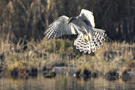 Northern Goshawk