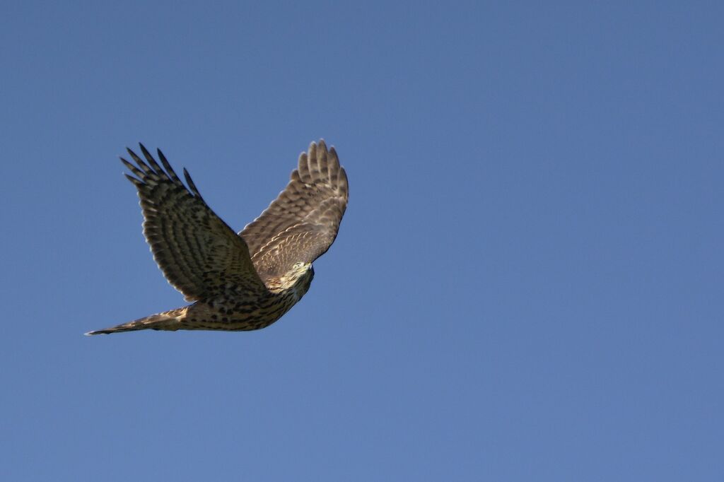 Northern Goshawkjuvenile, identification