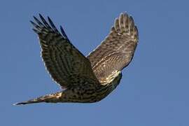 Eurasian Goshawk