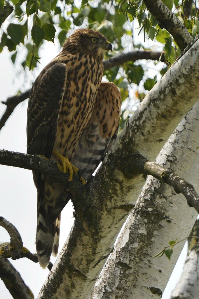 Northern Goshawk female juvenile, identification