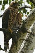 Eurasian Goshawk