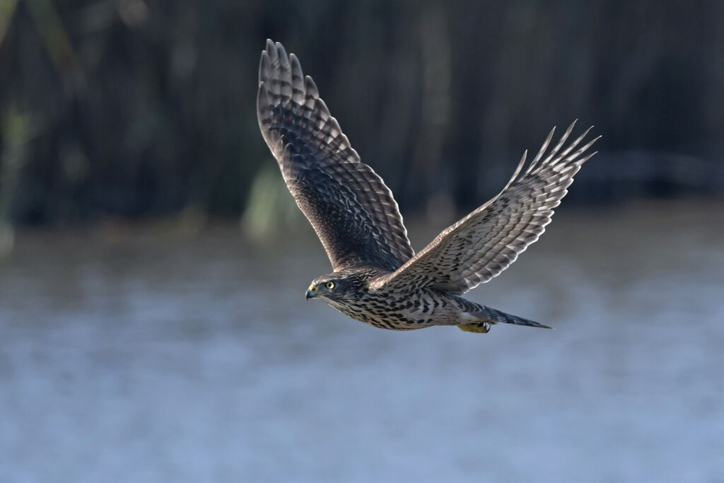 Northern GoshawkFirst year, Flight