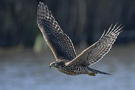 Eurasian Goshawk