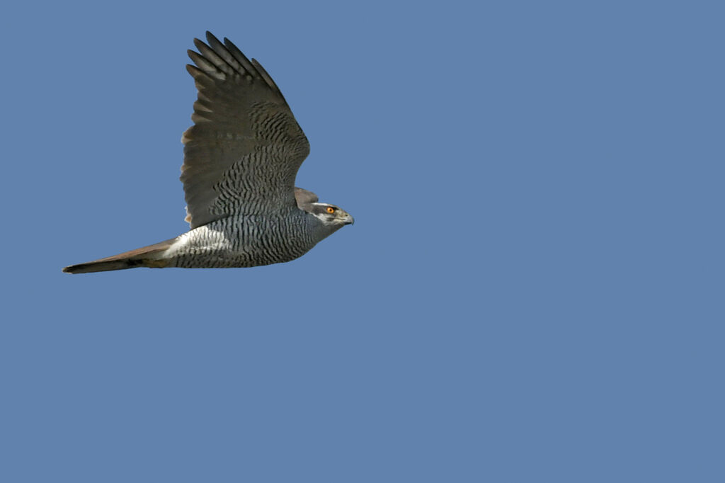 Northern Goshawkadult, Flight