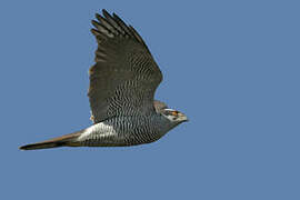 Eurasian Goshawk