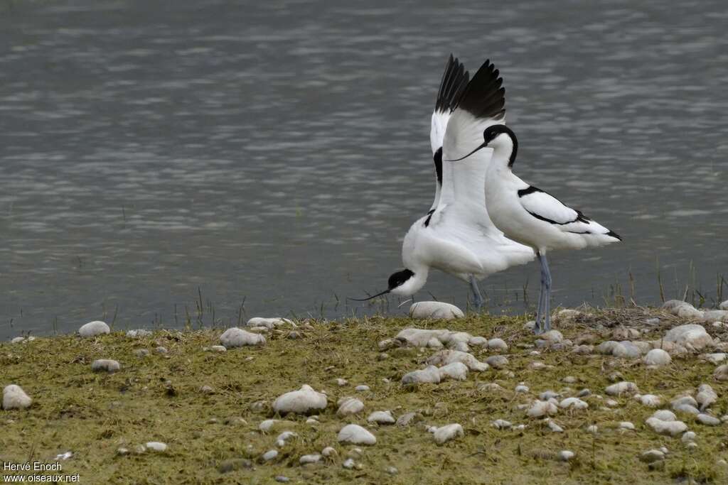 Pied Avocetadult, Behaviour