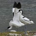 Avocette élégante