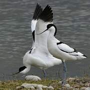 Avocette élégante