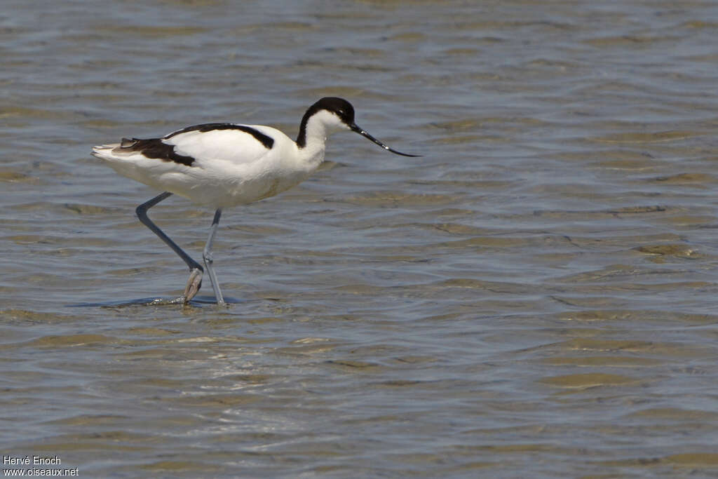 Avocette éléganteadulte, identification