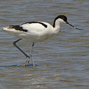 Avocette élégante