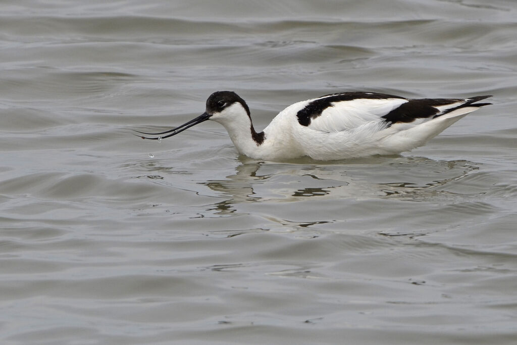 Avocette élégante, identification