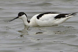 Avocette élégante