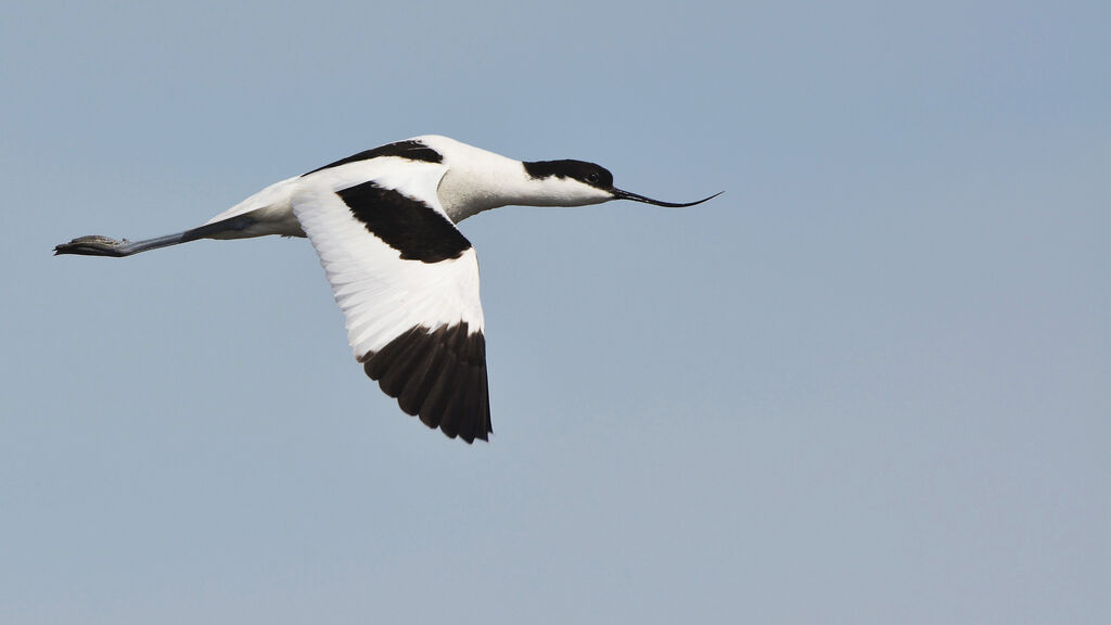 Avocette élégante, Vol