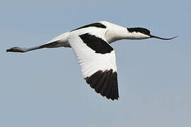 Avocette élégante