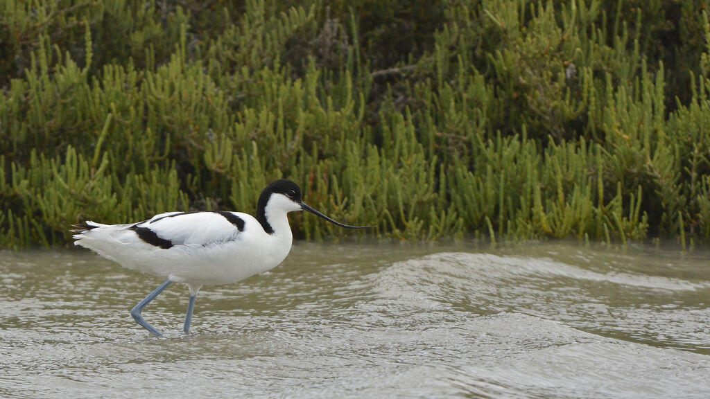 Avocette élégante, identification