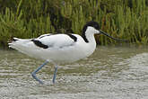 Avocette élégante