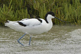 Avocette élégante