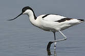 Avocette élégante