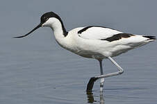 Avocette élégante