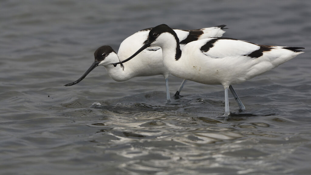 Avocette élégante, identification