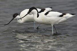 Pied Avocet