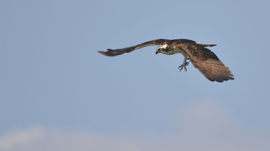 Western Ospreyadult, identification