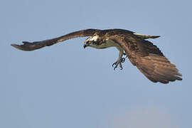 Western Osprey