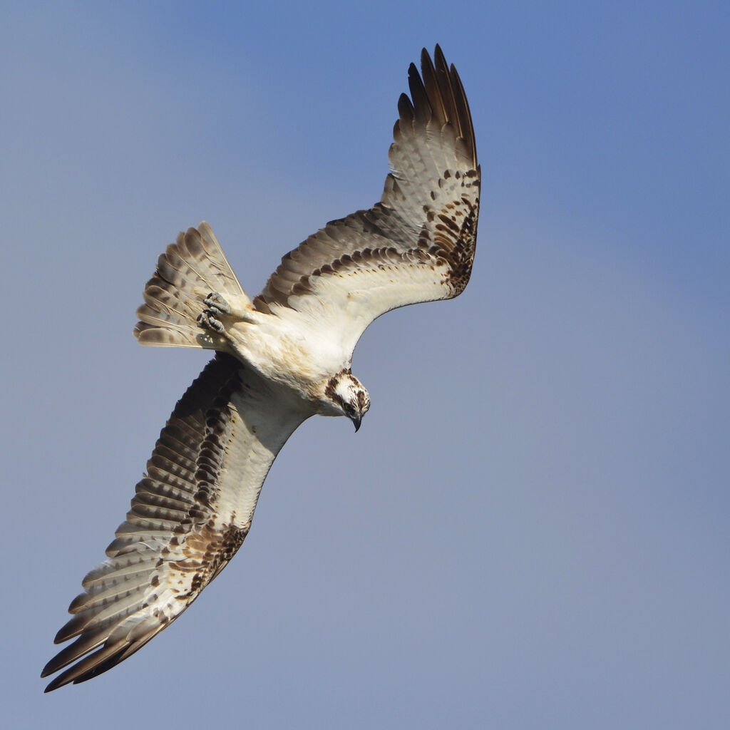 Balbuzard pêcheuradulte, Vol