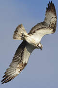 Western Osprey