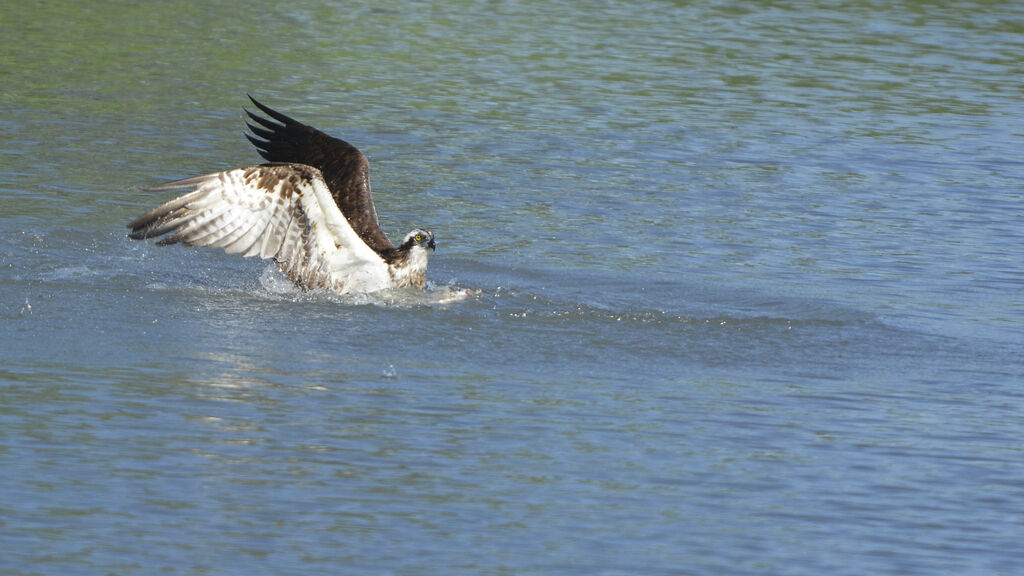 Western Ospreyadult, Behaviour