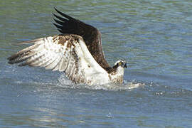 Western Osprey