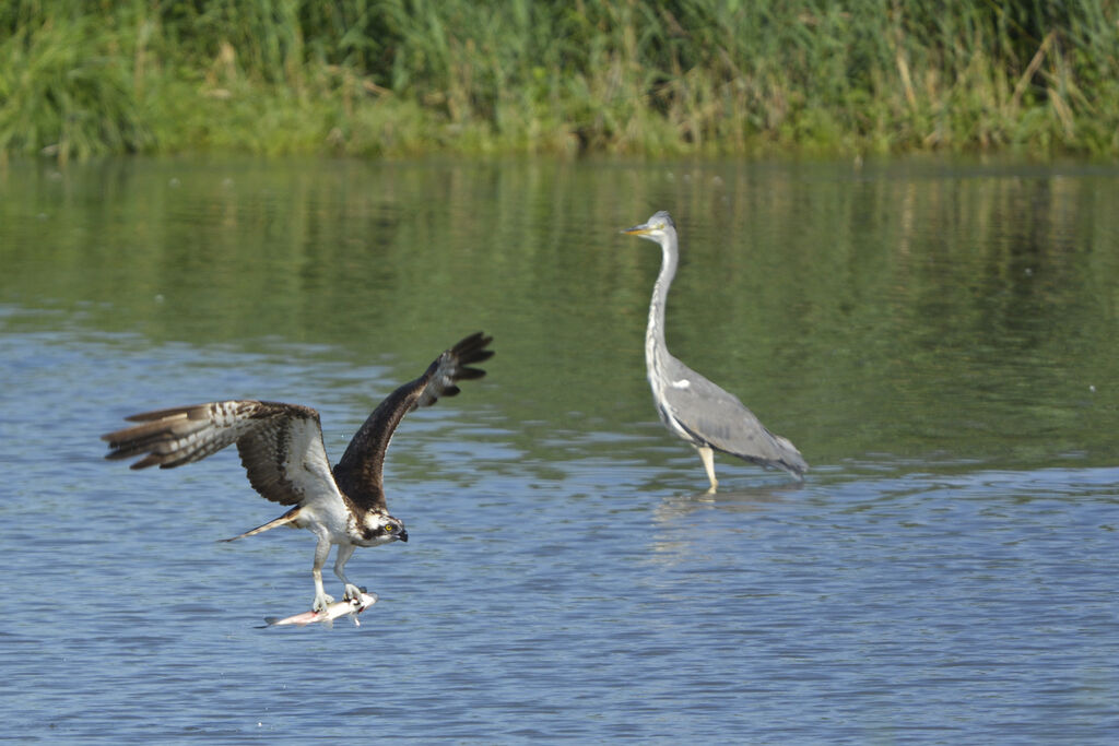 Osprey, feeding habits