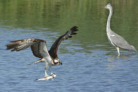 Balbuzard pêcheur