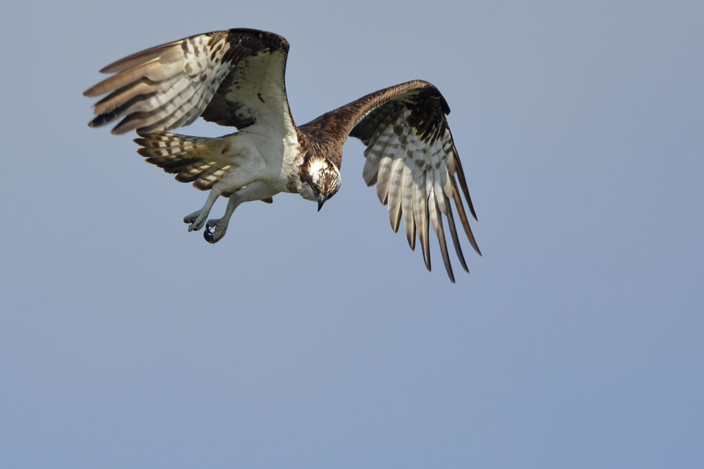 Western Ospreyadult