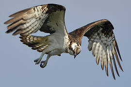 Western Osprey