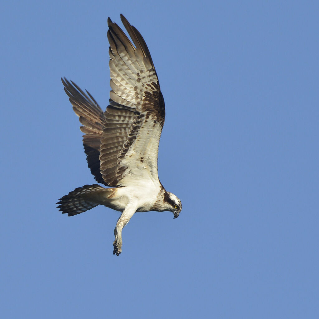 Balbuzard pêcheuradulte